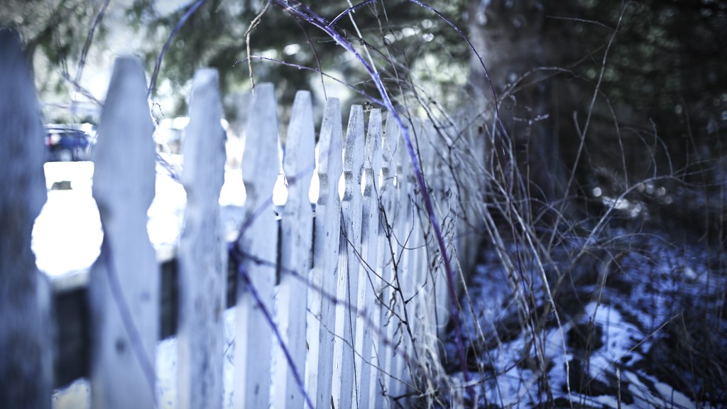 White picket fence with overgrown thorns in the snow