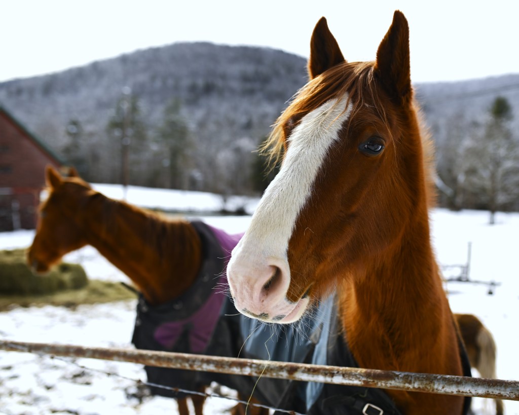 A Fuzzy Friend Anticipates Spring’s&nbsp;Arrival