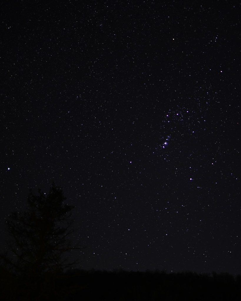 Pine tree beneath a star-filled night sky