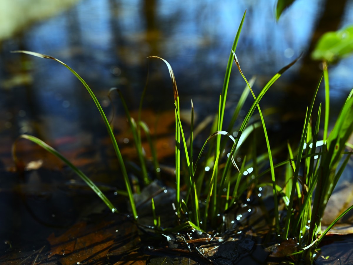 In the right conditions…